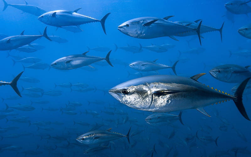 HD-wallpaper-tuna-underwater-ocean-fish-flock-of-fish