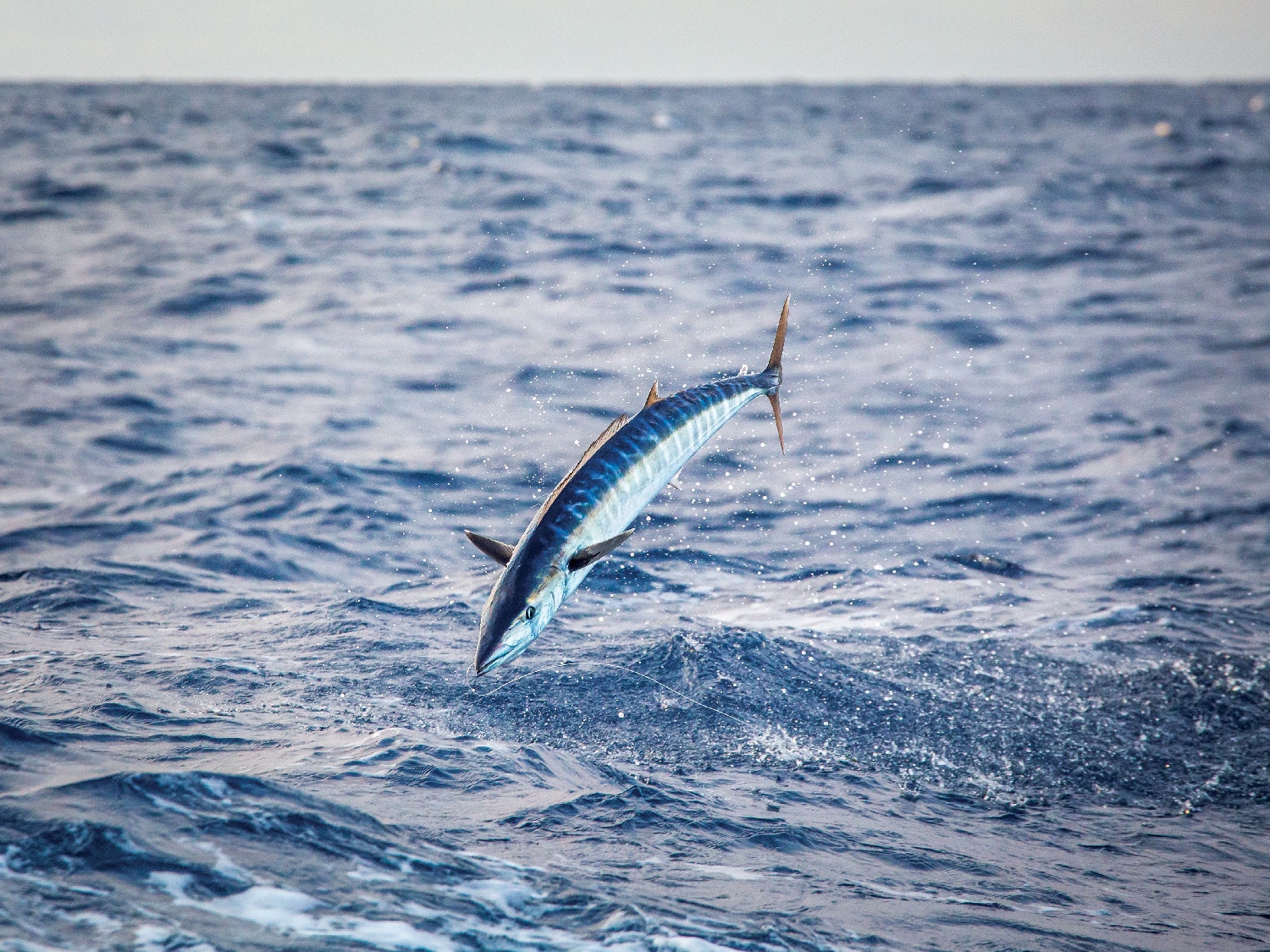 wahoo-gamefish-out-of-water